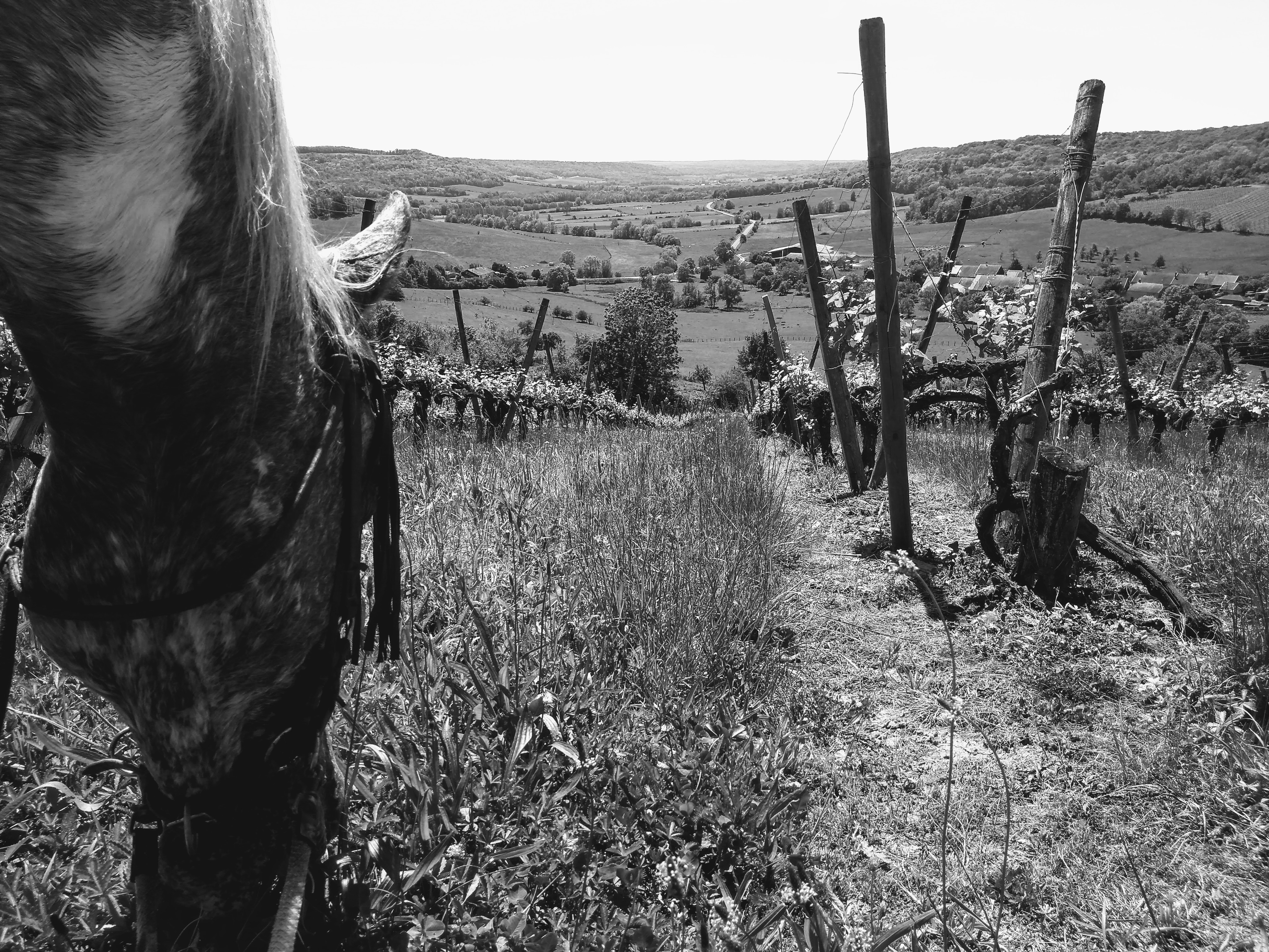 img_20190601_143450140_burst001-effects